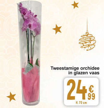 Aanbieding: Tweestamige orchidee in glazen vaas