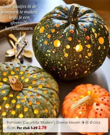 Aanbieding: Pompoen (Cucurbita 'Modern')