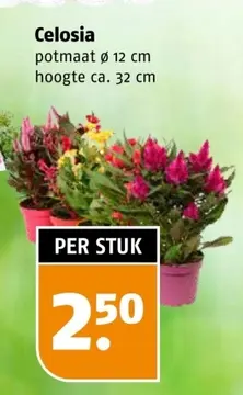 Aanbieding: Celosia