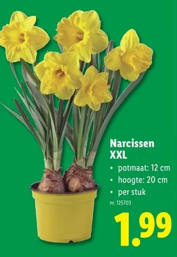 Promotie: Narcissen XXL