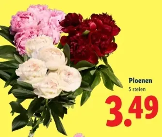 Aanbieding: Pioenen