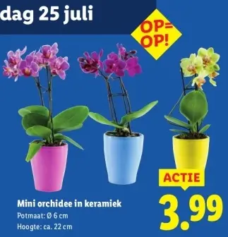 Aanbieding: Mini orchidee in keramiek