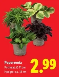 Aanbieding: Peperomia
