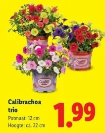 Aanbieding: Calibrachoa trio