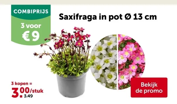 Promotie: Saxifraga