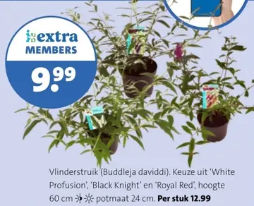 Aanbieding: Vlinderstruik (Buddleja daviddi)