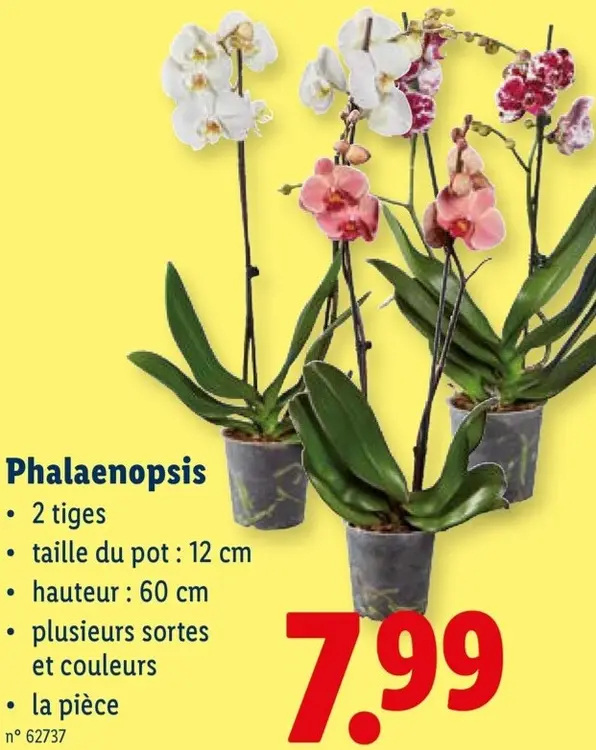 Offre: Phalaenopsis