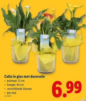 Promotie: Calla in glas met decoratie
