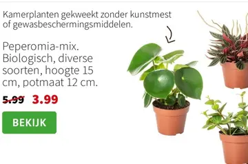 Aanbieding: Peperomia-mix