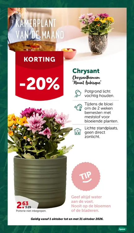 Promotie: Chrysant