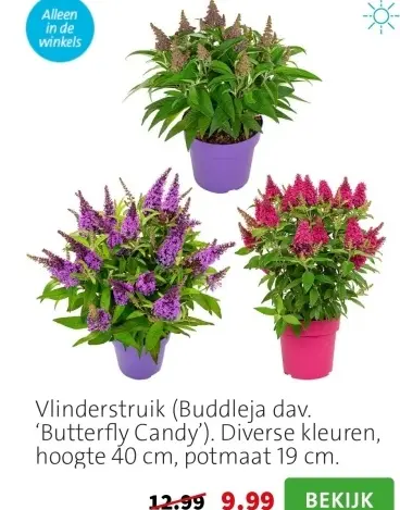 Aanbieding: Vlinderstruik (Buddleja dav. 'Butterfly Candy