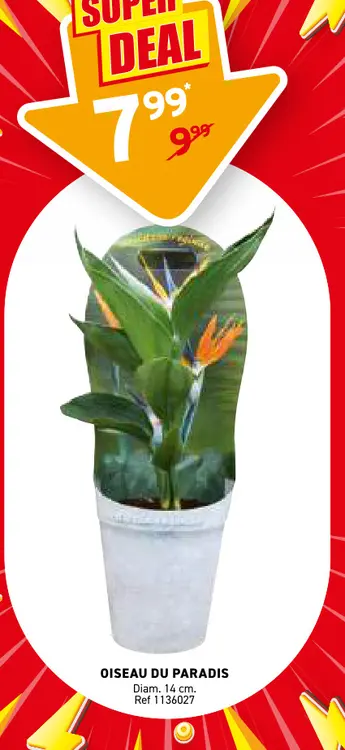Offre: Oiseau du paradis