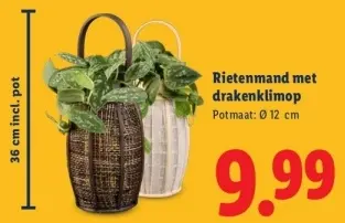Aanbieding: Rietenmand met drakenklimop