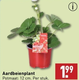 Aanbieding: Aardbeienplant