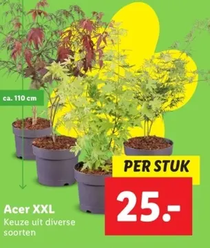 Aanbieding: Acer XXL