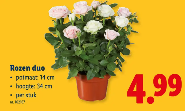 Promotie: Rozen duo