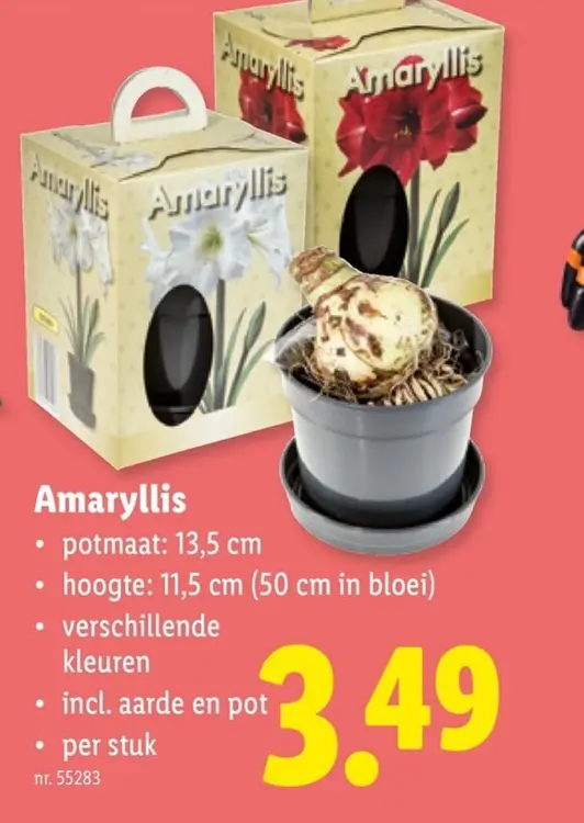 Promotie: Amaryllis