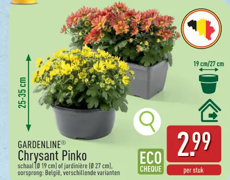 Promotie: Chrysant Pinko