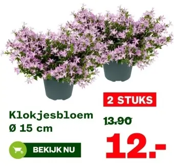 Aanbieding: Klokjesbloem