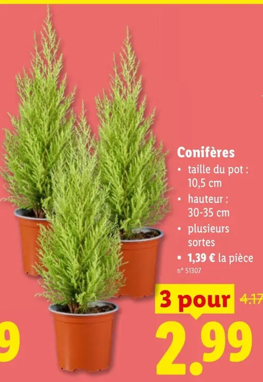 Offre: Conifères