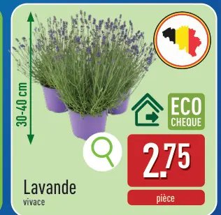 Offre: Lavande