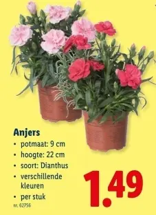 Promotie: Anjers