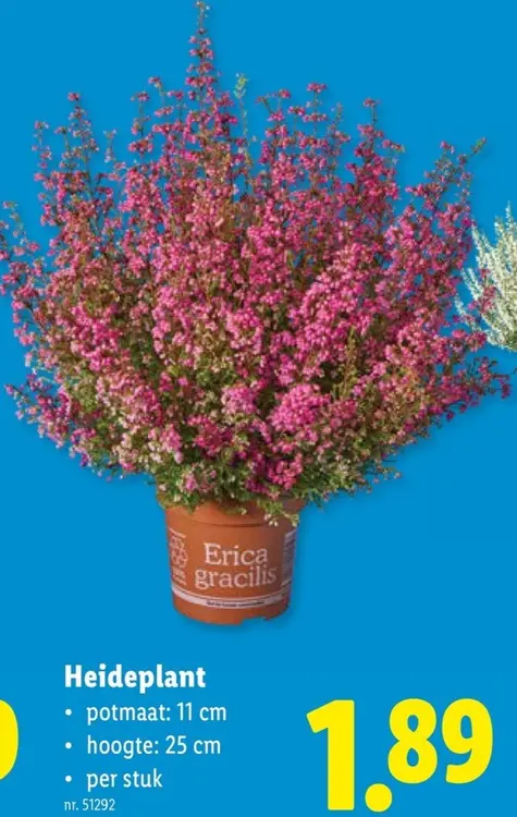 Promotie: Heideplant