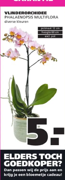Aanbieding: Vlinderorchidee phalaenopsis multiflora