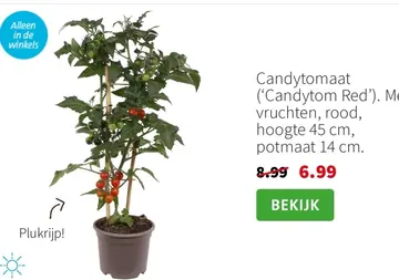 Aanbieding: Candytomaat
