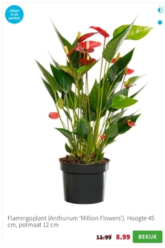 Aanbieding: Flamingoplant (Anthurium ‘Million Flowers')