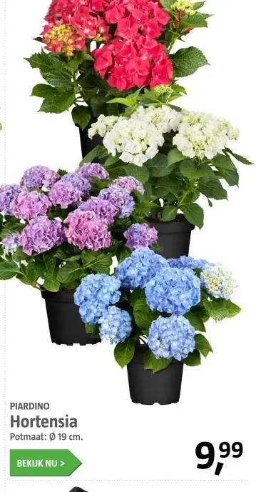 Aanbieding: Hortensia