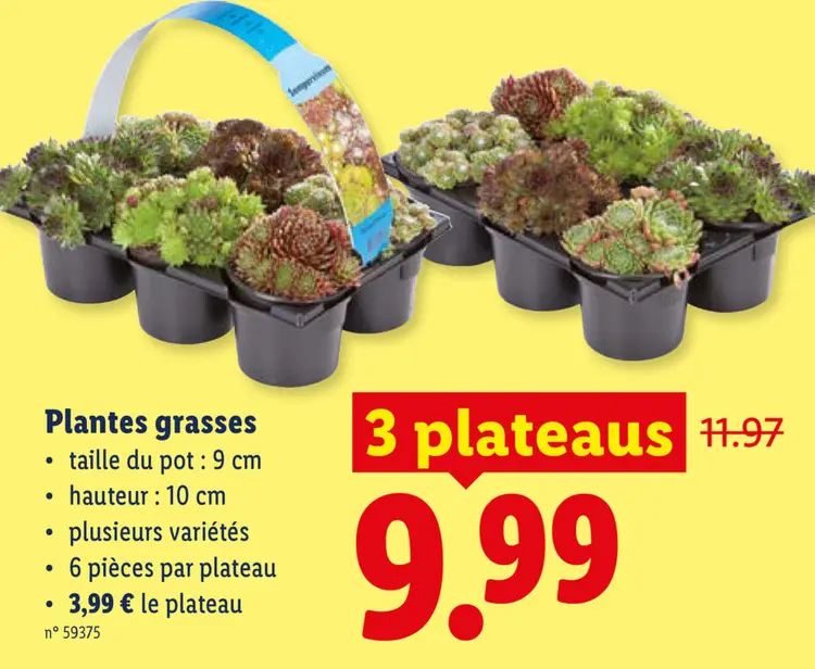 Offre: Plantes grasses