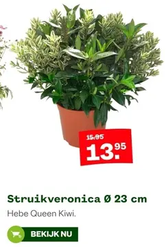 Aanbieding: Struikveronica ⌀ 23 cm