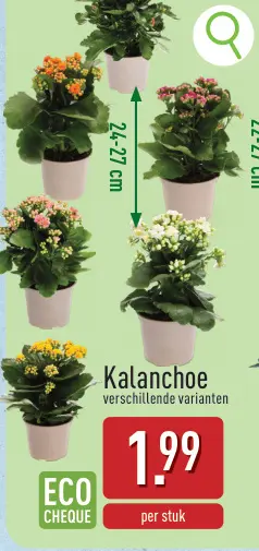 Promotie: Kalanchoe