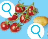 Promotie: Miniromatrostomaten