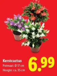 Aanbieding: Kerstcactus