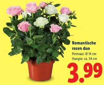 Aanbieding: Romantische rozen duo