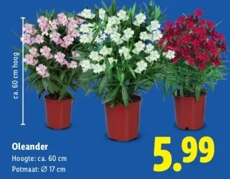 Aanbieding: Oleander