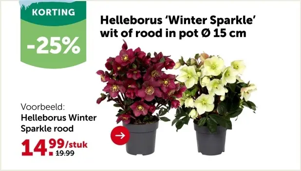 Promotie: Helleborus 'Winter Sparkle'