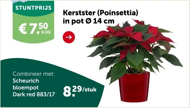 Promotie: Kerstster (Poinsettia)