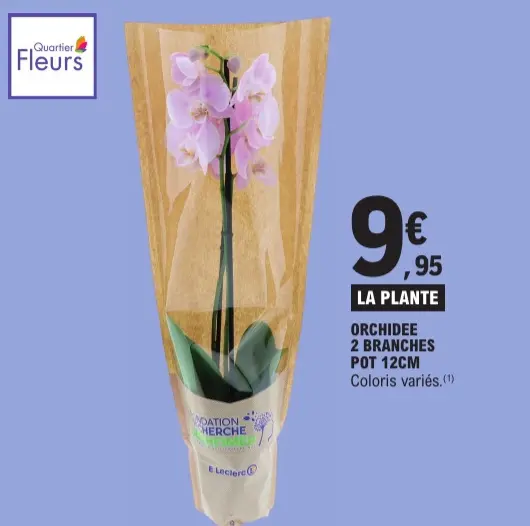 Offre: Orchidée 2 branches