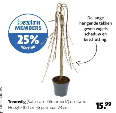 Aanbieding: Treurwilg