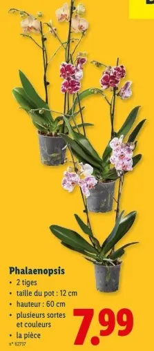 Offre: Phalaenopsis
