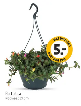 Aanbieding: Portulaca