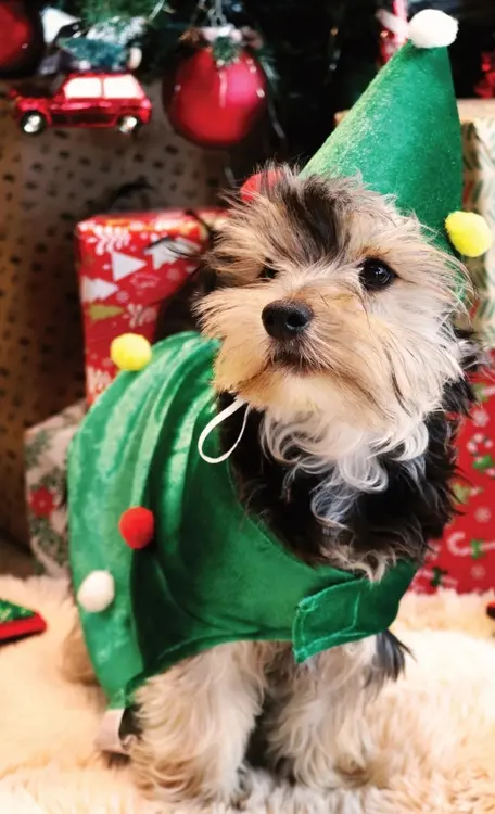 Promotie: Hondenkostuum Elf