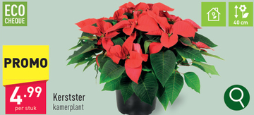 Aanbieding: Kerstster kamerplant