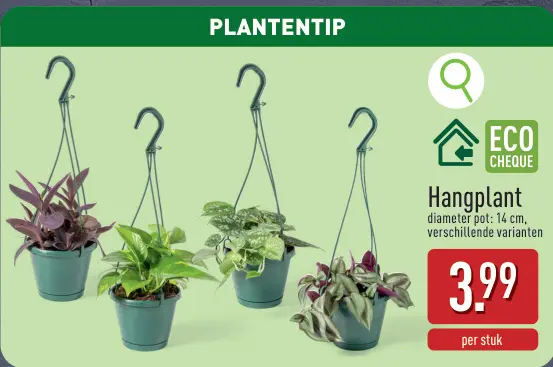 Promotie: Hangplant
