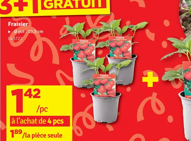 Offre: Fraisier
