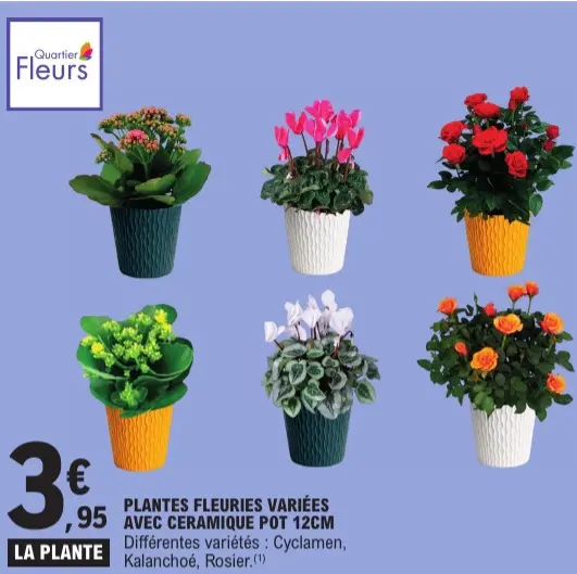 Offre: Plantes fleuries variées avec céramique