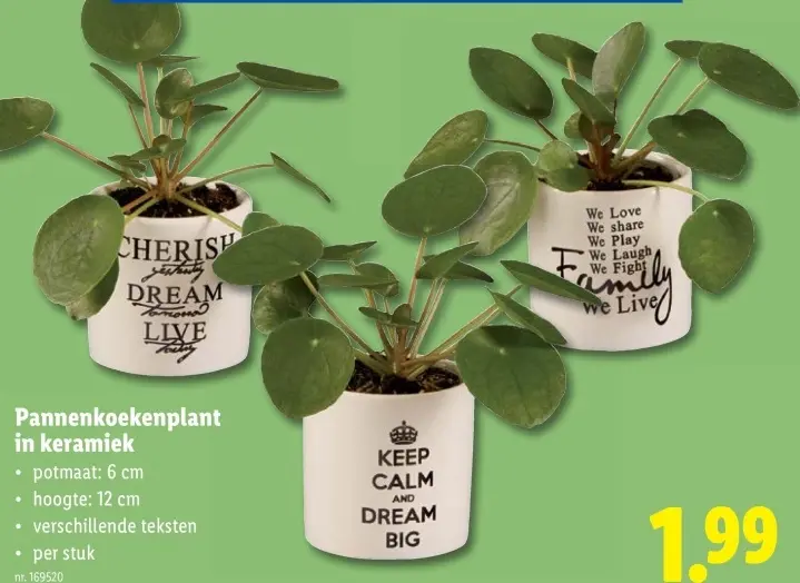 Promotie: Pannenkoekenplant in keramiek